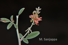 Indigofera oblongifolia